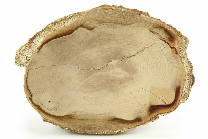 Polished Petrified Wood Round - Sweet Home, Oregon #289038